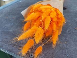 Italian Job -lagurus-arancio - ORANGE