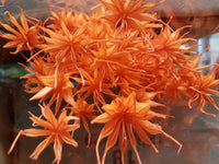 Italian Job -nigella-orientalis-arancio (ORANGE)