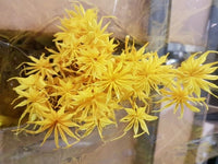 Italian Job -nigella-orientalis-giallo