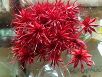 Italian Job nigella-orientalis-rosso