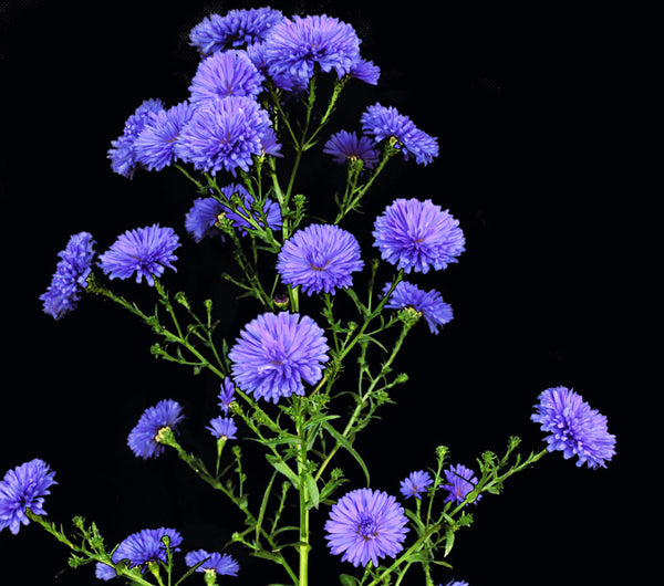 Aster purple