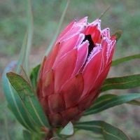 Protea Liebencherry