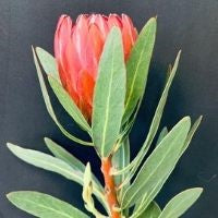 Protea Lancelot