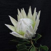 Protea Arctic Ice