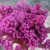 Flowering Cape Phylica Pinea Dyed