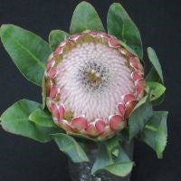 Protea Susara