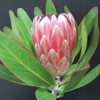 Protea Pink Ice