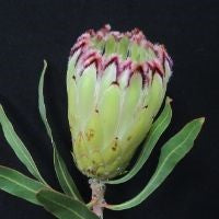 Protea Limelight