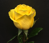 Yellow Ecuadorian Roses