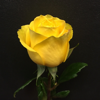 Yellow Ecuadorian Roses