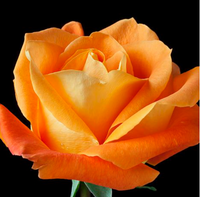 Orange Ecuadorian Roses