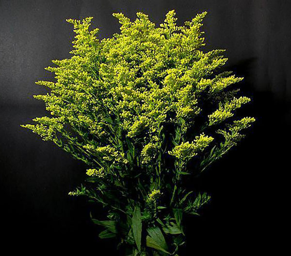 Green solidago