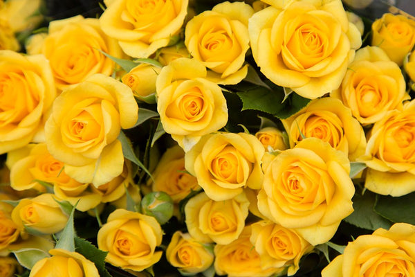 Yellow Kenyan Spray Roses