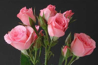 Pink Kenyan Spray Roses