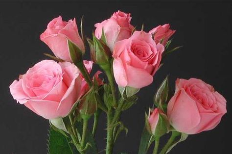 Pink Kenyan Spray Roses