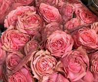 Pink 50 roses bouquet