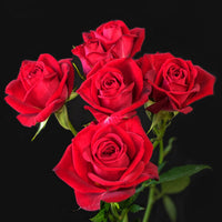 Red Kenyan Spray Roses