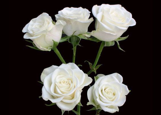 white Kenyan Spray Roses