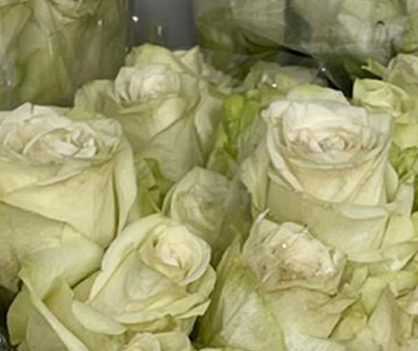 white 50 roses bouquet