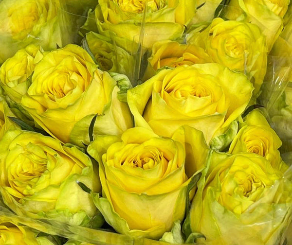 yellow 50 roses bouquet